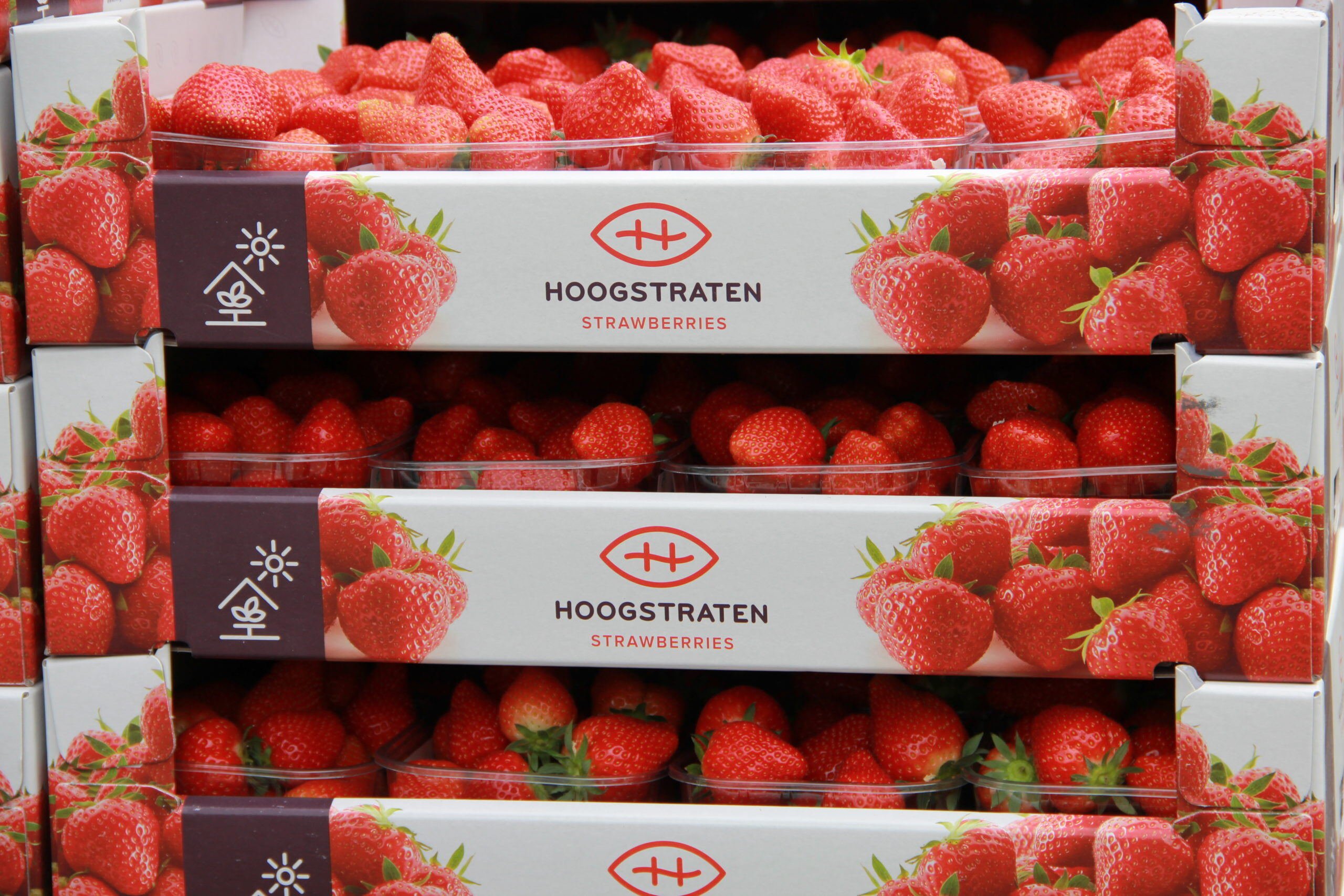 Cooperatie-Hoogstraten-1-1-scaled